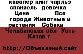  кавалер кинг чарльз спаниель -девочка › Цена ­ 45 000 - Все города Животные и растения » Собаки   . Челябинская обл.,Усть-Катав г.